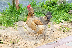 Brown chicken stands on the ground