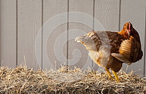 Brown chicken on straw bale.