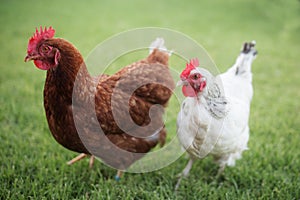 A brown chicken and a white chicken