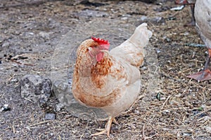 Brown chicken in the yard