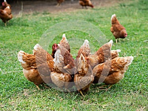 Brown chickens eating food on the grass floor. Farming & Pet Con