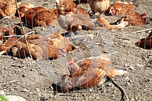 brown chickens enjoying a dust bath on a sunny day