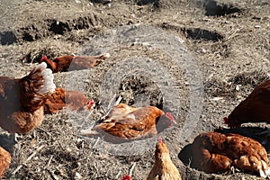 brown chickens enjoying a dust bath on a sunny day