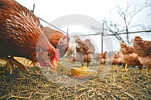 Brown chickens at free range