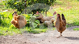 Brown chickens in the garden near the rose bush