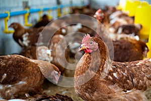 Brown chickens, hens in farm.