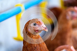 Brown chickens, hens in farm.