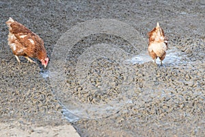 Brown chickens live outdoors at bio poultry farm dirt mud