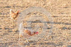 Brown chickens live outdoors at bio poultry farm grass meadow