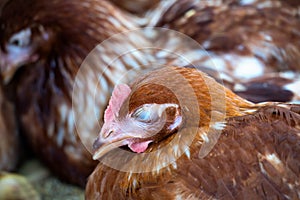 Brown chickens sleeping, hens in farm.