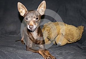 Brown Chihuahua on an Armchair with His Favorite Toy. Beautiful Chihuahua dog. Animal Portrait, Stylish Photo on Gray Background