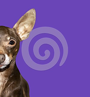 Brown Chihuahua. Beautiful Chihuahua dog. Animal Portrait, Stylish Photo on Purple Background