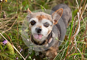 A brown chihuahua dog in a field