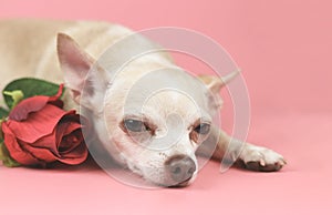 brown Chihuahua dog looking at camera. lying down with red rose on pink background. Cute pets and Valentine\'s day concept