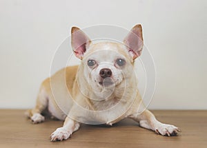 brown chihuahua dog lying down on wooden floor, looking at camera