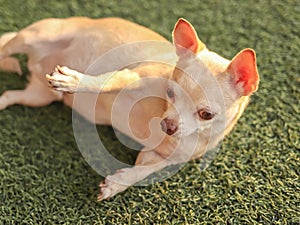 Brown chihuahua dog lying up side down on green grass in morning sunlight