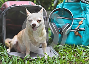 brown Chihuahua dog sitting in front of pink fabric traveler pet carrier bag on green grass in the garden with backpack and