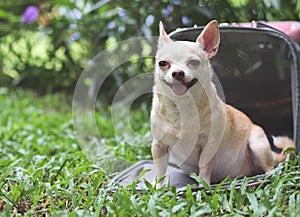 brown Chihuahua dog sitting in front of pink fabric traveler pet carrier bag on green grass in the garden, smiling and looking