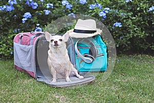 brown Chihuahua dog sitting in front of pink traveler pet carrier bag with backpack, headphones and hat, on green grass in the