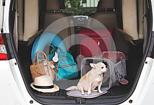 Brown chihuahua dog  sitting in front of traveler pet carrier bag in car trunk with travel accessories, looking outside. ready to