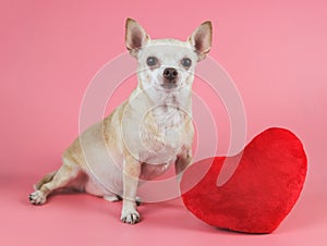 Brown Chihuahua dog sitting with red heart shape pillow on pink background, looking at camera. isolated.  Valentine`s day concept