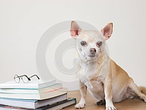 brown chihuahua dog sitting with stack of books and eyeglasses on wooden table and white background. looking away