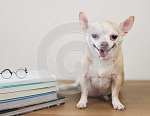 brown chihuahua dog sitting with stack of books and eyeglasses on wooden table and white background. smiling and looking at