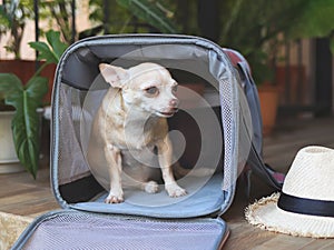 Brown  Chihuahua dog sitting in traveler pet carrier bag in balcony with straw hat and plant pot, ready to travel. Safe travel