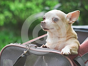 Brown  Chihuahua dog standing  in pink fabric traveler pet carrier bag on green grass, looking tensely at camera. waiting for