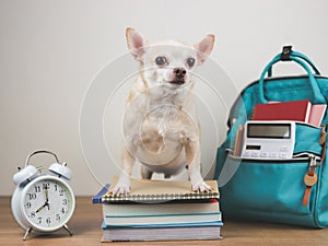 brown chihuahua dog standing with stack of books, alarm clock and school backpack on wooden floor and white background.