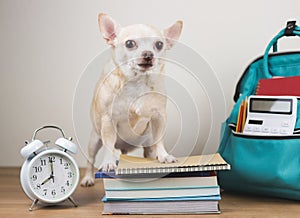 brown chihuahua dog standing with stack of books, alarm clock and school backpack on wooden floor and white background.