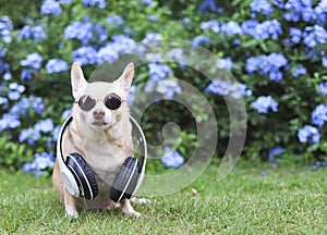 brown chihuahua dog wearing sunglasses and headphones around neck sitting on green grass in the garden with purple flowers