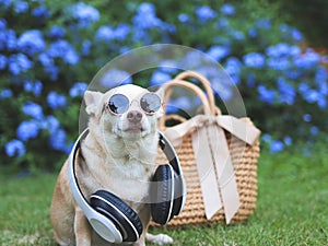 brown chihuahua dog wearing sunglasses and headphones around neck sitting with straw bag on green grass in the garden with