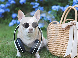 brown chihuahua dog wearing sunglasses and headphones around neck sitting with straw bag on green grass in the garden with