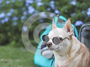 brown Chihuahua dog wearing sunglasses, sitting in front of pink fabric traveler pet carrier bag with backpack and headphones on