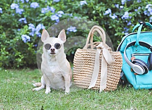 brown chihuahua dog wearing sunglasses sitting with straw bag and backpack, headphones in the garden with purple flowers.