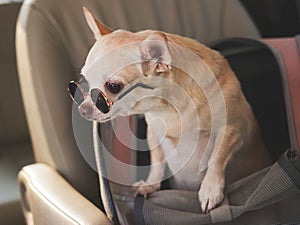 brown chihuahua dog wearing sunglasses standing in traveler pet carrier bag in car seat. Safe travel with pet concept