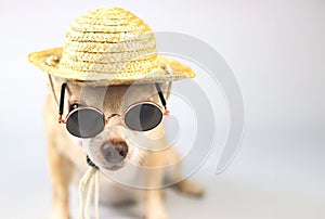 brown chihuahua dog wearing sunglasses and straw hat, sitting on white background with copy space. summer traveling concept