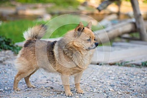 Brown Chihuahua Mixed breed dog is standing and looking to left side on home garden