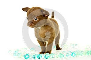 Brown chihuahua puppy