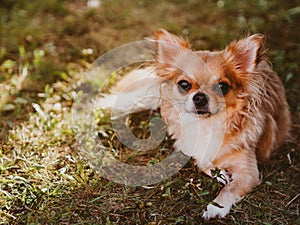 Brown chihuahua sitting on grass