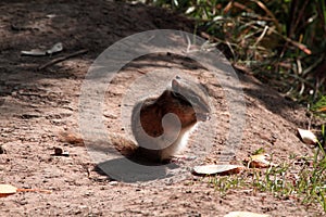 Brown chipmunk eating his food