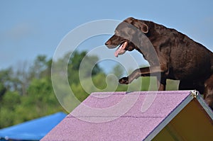 Brown Chocolate Lab at a Dog Agility Trial