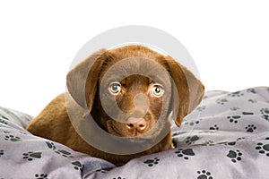 Brown chocolate labrador puppy on a grey pillow