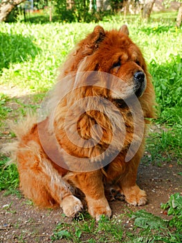Brown chow chow dog Dina in the green grass
