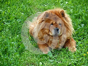 Brown chow chow dog Dina in the green grass