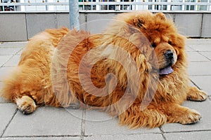 Brown chow chow dog living in the european city.