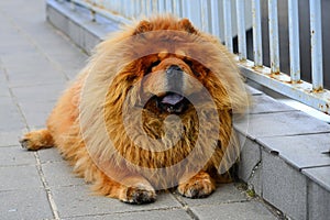 Brown chow chow dog living in the european city