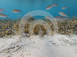Brown Chromis over Critically Endangered Staghorn Coral