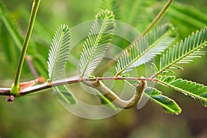 Brown chrysalid on the branche of mimosa pudica